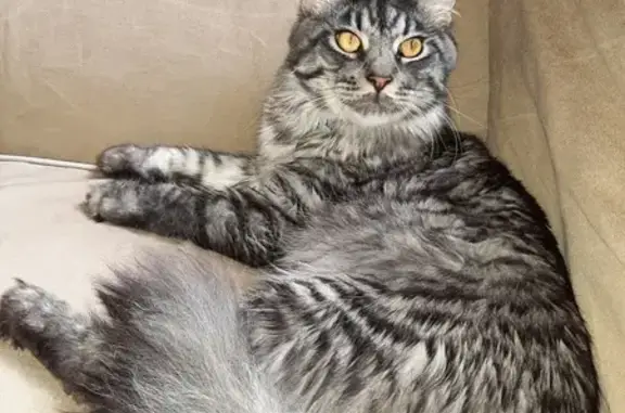 Animaux perdus Châtenay-Malabry, photo: Chat Maine Coon Titan perdu, gris/blanc