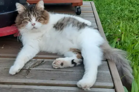 Chat perdu, Berck, photo: Chat blanc/gris perdu à Berck