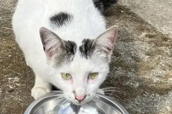 Chat blanc tacheté trouvé à Narbonne - photo