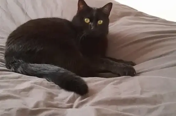 Animaux perdus Villeneuve, photo: Avis de recherche: Nera, 9 ans
