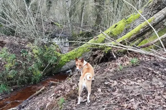 Chien perdu , photo : Basenji perdu à Requeil