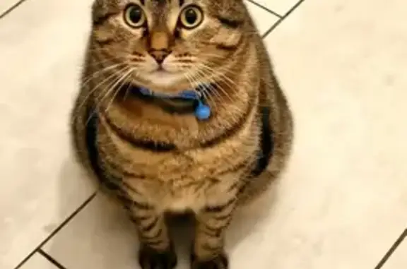 Animaux perdus Jœuf, photo: Simba, chat tigré perdu à Jœuf