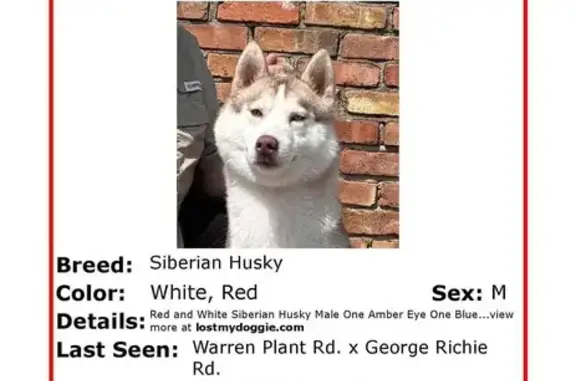 Lost Husky Alert: Red/White, Odd-Eyed Male!