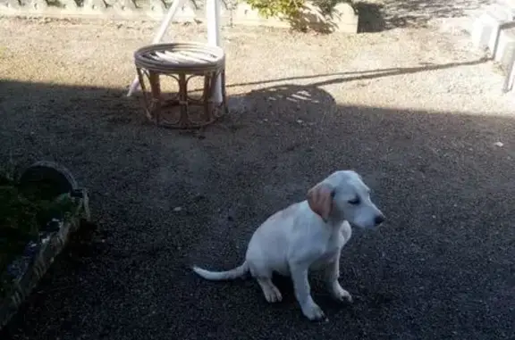 Chien perdu Saïx, photo : Labrador 10 mois perdu à Saix