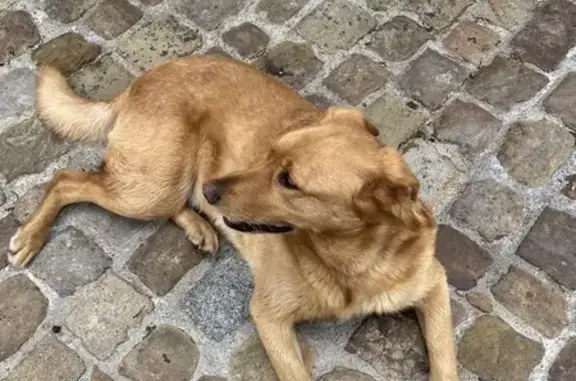 Chien trouvé Château-Gontier, photo: Chien doré trouvé à Château-Gontier