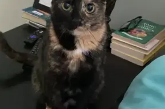 Lost Tortie Cat in Greensboro - Help Find Her!