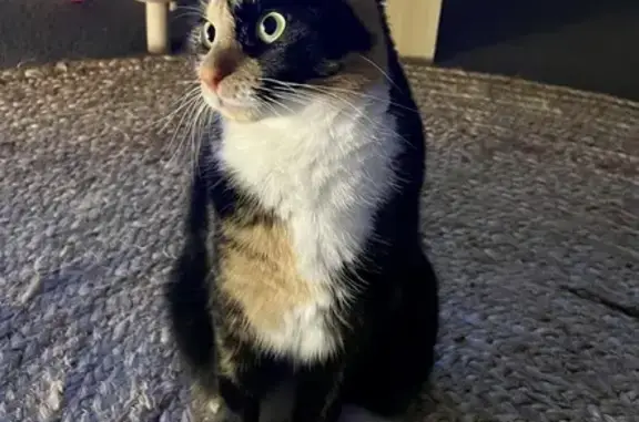 Missing cat , photo: Lost Cat in Northcote: Help Find Our Shy Tri-Color!