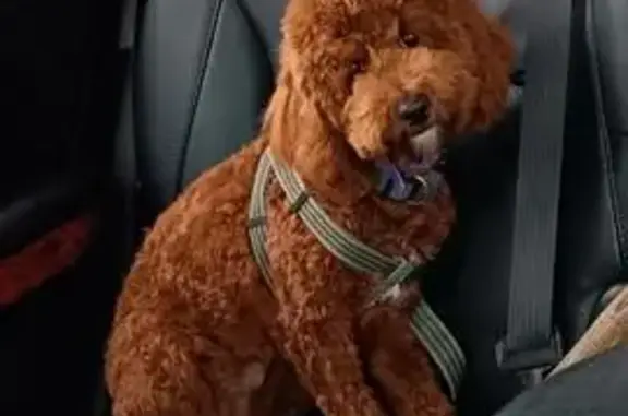 Lost Pup Alert: 7-Month Red Mini Poodle!