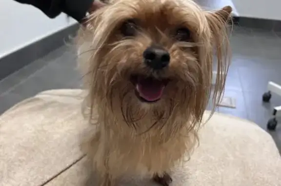 Found Yorkie on Archdale Dr, Charlotte!