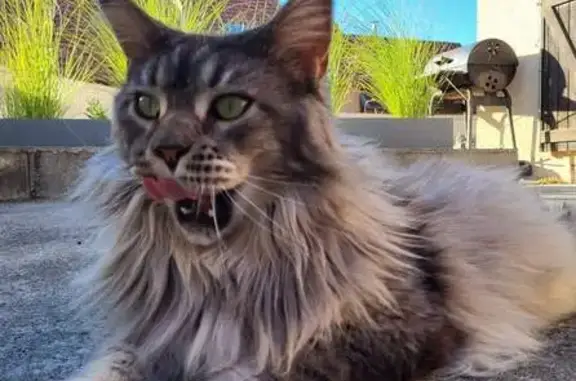 Animaux perdus Hérimoncourt, photo: Chat Main Coon 12 kg perdu