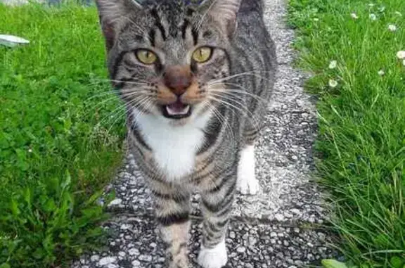 Chat trouvé Garçon, Wingles (ff507628) - photo
