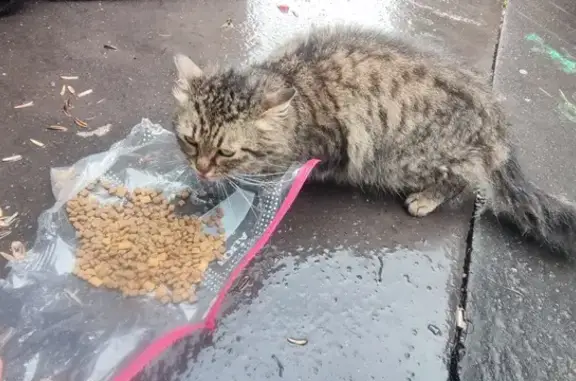 Chat trouvé, Saint-Étienne (ff507631) - photo