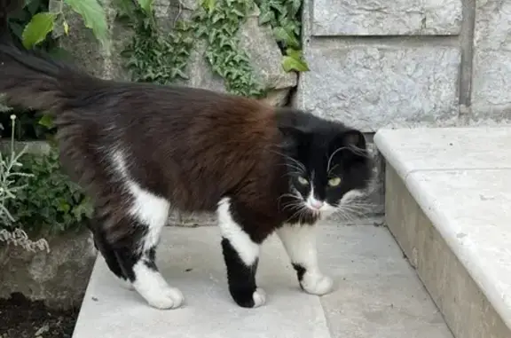 Chat trouvé Garçon, Crest (ff507636) - photo