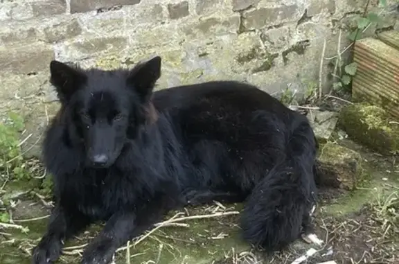 Chien trouvé (ff507638) - photo