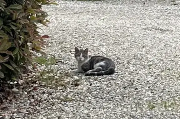 Chat trouvé (ff507640) - photo