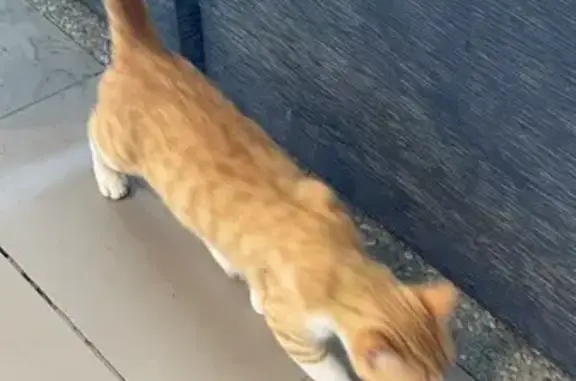 Chat trouvé Garçon (ff507641) - photo