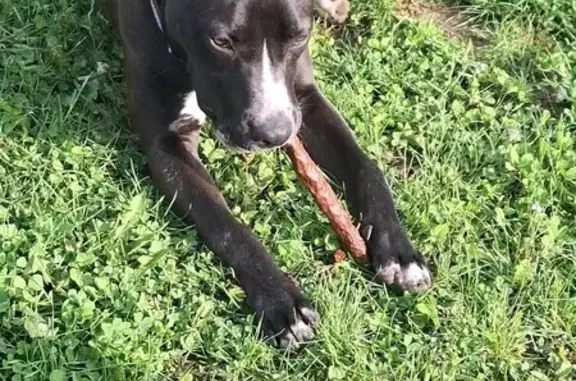 Found dog, Indianapolis