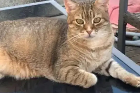 Animaux perdus Valence, photo: Chat disparu Garçon, Valence (fl507644)
