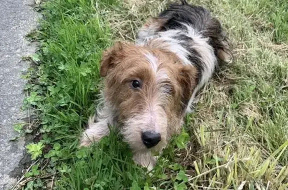 Chien trouvé Garçon (ff507654) - photo