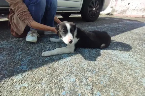 Chien trouvé Garçon (ff507655) - photo