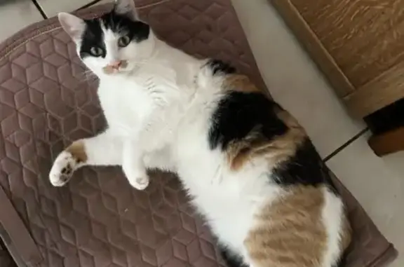 Animaux perdus Saint-Sauveur, photo: Chat disparu Fille, Saint-Sauveur (fl507657)