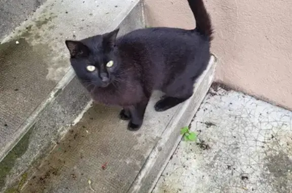 Chat trouvé Saint-Rémy, photo: Chat trouvé Garçon, Saint-Rémy (ff507665)