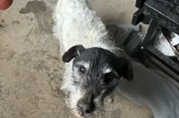 Chien trouvé (ff507667) - photo