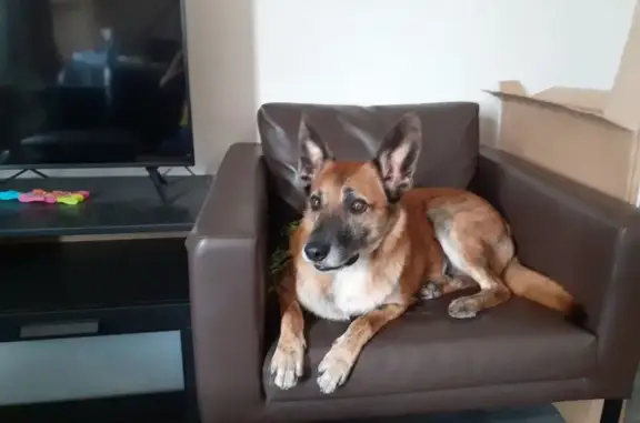 Chien perdu , photo : Chien disparu Garçon (fl507668)