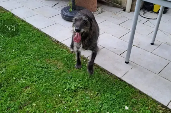 Chien trouvé Garçon (ff507670) - photo