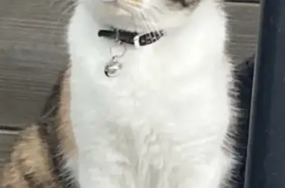 Animaux perdus Saint-André-lez-Lille, photo: Chat disparu Fille, Saint-André-lez-Lille (fl507672)