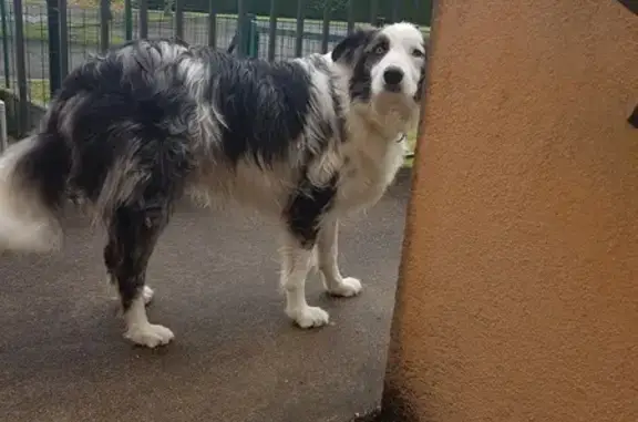 Chien trouvé Garçon (ff507676) - photo