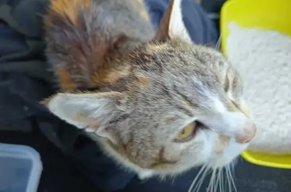 Chat trouvé Fille, Miribel-les-Échelles (ff507678) - photo