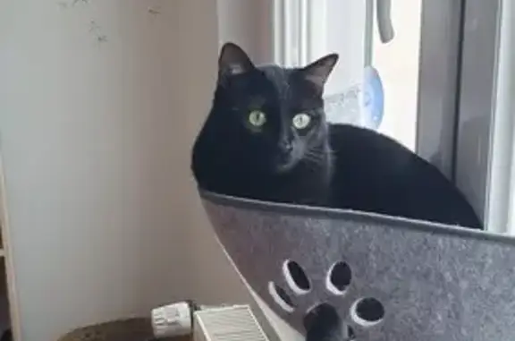 Animaux perdus , photo: Chat disparu Garçon (fl507683)