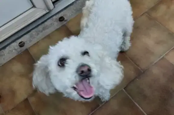 Chien trouvé Fille, Bondy (ff507685) - photo