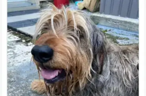 Chien trouvé Malemort-sur-Corrèze, photo: Chien trouvé Fille, Malemort-sur-Corrèze (ff507690)