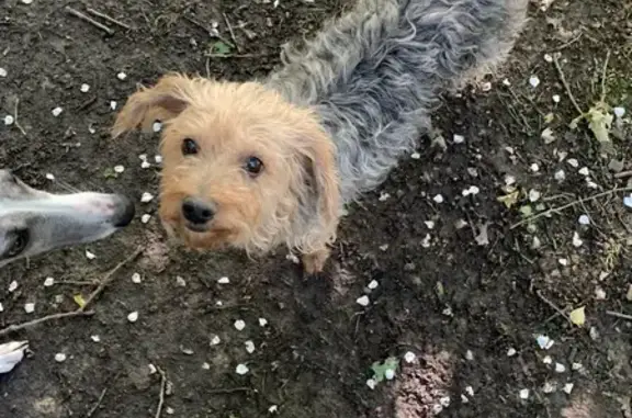 Chien trouvé Fille, Pleumeleuc (ff507693) - photo