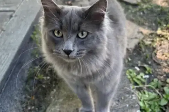 Chat perdu, Parempuyre, photo: Chat disparu Garçon, Parempuyre (fl507694)