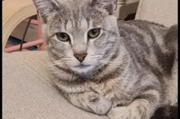 Animaux perdus Livry-Gargan, photo: Chat disparu Garçon, Livry-Gargan (fl507695)