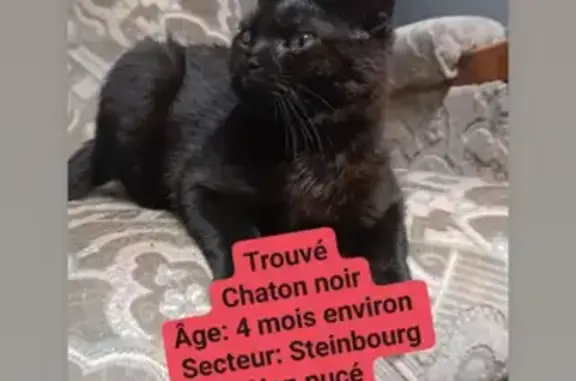 Chat trouvé Steinbourg, photo: Chat trouvé Garçon, Steinbourg (ff507697)