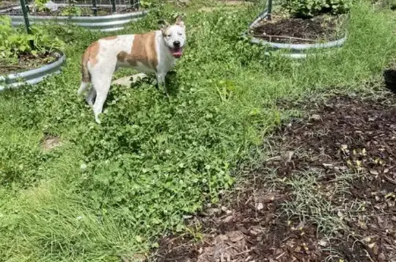 Found dog, Little Rock