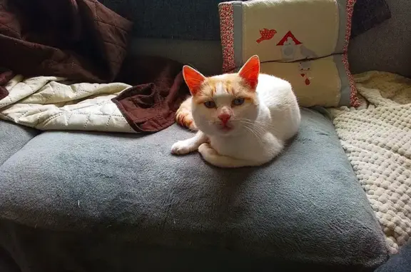 Chat trouvé Garçon (ff507699) - photo