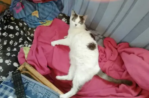 Chat disparu Fille, Bretignolles-sur-Mer (fl507700) - photo