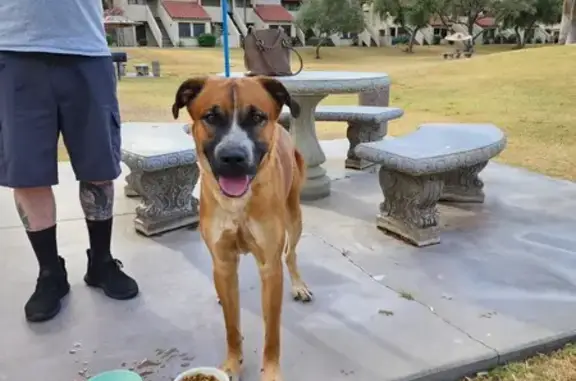 Found dog, Mesa