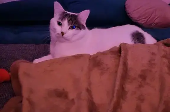 Animaux perdus Thionville, photo: Chat disparu Garçon, Thionville (fl507702)