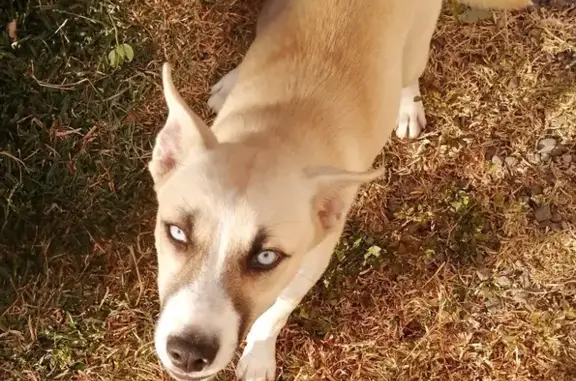 Chien trouvé Garçon (ff507703) - photo