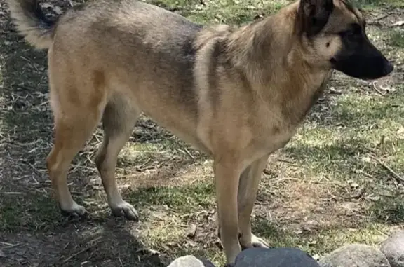 Missing dog, Wadsworth