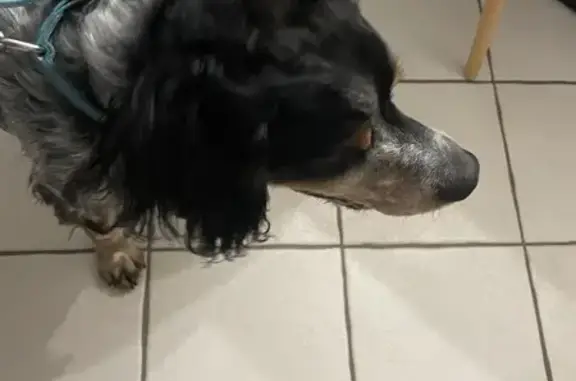 Chien trouvé Garçon (ff507710) - photo