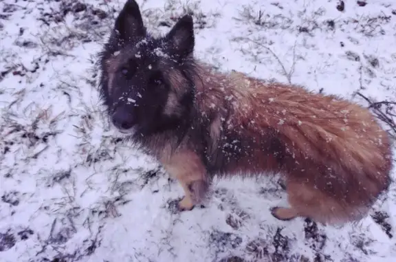 Chien perdu , photo : Chien disparu Fille (fl507711)