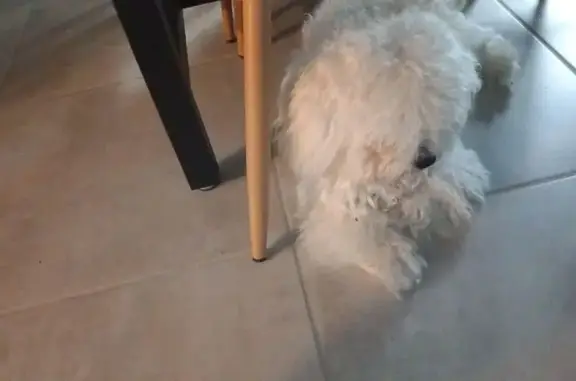 Chien perdu Blagnac, photo : Chien disparu Garçon, Blagnac (fl507715)