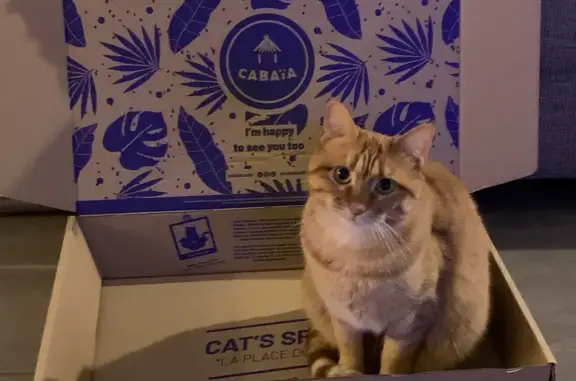 Chat perdu, Ajaccio, photo: Chat disparu Fille, Ajaccio (fl507717)